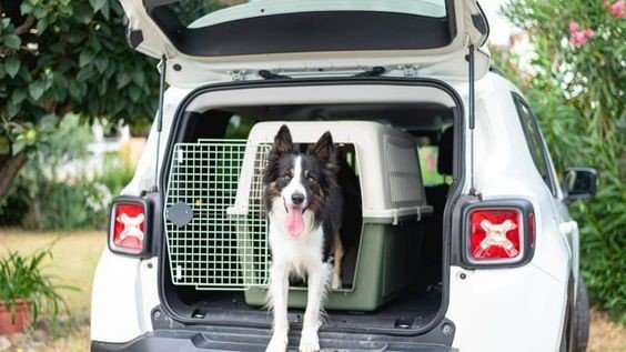 Trasporto cani in auto: come funziona –